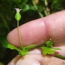 Geranium lucidum L.Geranium lucidum L.