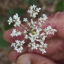 Daucus carota  L.Daucus carota  L.