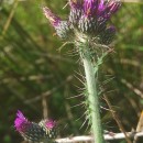 Cirsium palustre (L.) Coss. ex Scop.Cirsium palustre (L.) Coss. ex Scop.