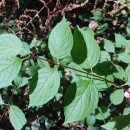 Philadelphus coronarius L.Philadelphus coronarius L.
