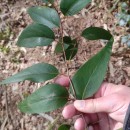 Eucalyptus obliqua L'Hér.Eucalyptus obliqua L'Hér.