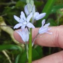 Hyacinthoides paivae S.Ortiz & Rodr.OubiñaHyacinthoides paivae S.Ortiz & Rodr.Oubiña