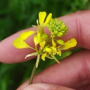 Brassica nigra (L.) KochBrassica nigra (L.) Koch