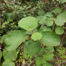 Actinidia chinensis Planch.Actinidia chinensis Planch.