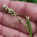 Persicaria maculosa GrayPersicaria maculosa Gray