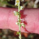 Sesamoides purpurascens (L.) G. LópezSesamoides purpurascens (L.) G. López