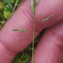 Poa infirma KunthPoa infirma Kunth