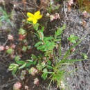 Hypericum humifusum L.Hypericum humifusum L.