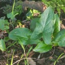 Arum italicum Mill.Arum italicum Mill.