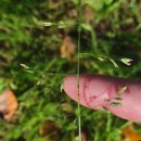 Poa annua L.Poa annua L.