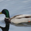Anas platyrhynchos Linnaeus, 1758Anas platyrhynchos Linnaeus, 1758