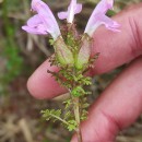 Pedicularis sylvatica L. subsp. sylvaticaPedicularis sylvatica L. subsp. sylvatica