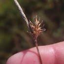 Carex durieui Steud. ex KunzeCarex durieui Steud. ex Kunze