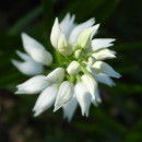 Cephalanthera longifolia (L.) FritschCephalanthera longifolia (L.) Fritsch