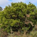 Arbutus unedo L.Arbutus unedo L.