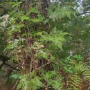 Davallia canariensis (L.) Sm.Davallia canariensis (L.) Sm.