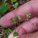 Polycarpon tetraphyllum (L.) L. subsp. tetraphyllumPolycarpon tetraphyllum (L.) L. subsp. tetraphyllum