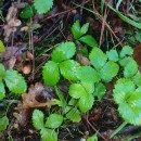 Fragaria vesca L.Fragaria vesca L.