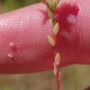 Sedum arenarium Brot.Sedum arenarium Brot.