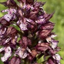 Orchis purpurea Huds.Orchis purpurea Huds.
