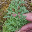 Jacobaea vulgaris Gaertn.Jacobaea vulgaris Gaertn.