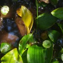 Potamogeton polygonifolius Pourr.Potamogeton polygonifolius Pourr.