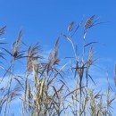 Phragmites australis (Cav.) Trin. ex Steud.Phragmites australis (Cav.) Trin. ex Steud.