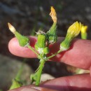 Sonchus oleraceus L.Sonchus oleraceus L.