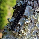 Aglais io (Linnaeus, 1758)Aglais io (Linnaeus, 1758)