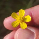 Ranunculus flammula L.Ranunculus flammula L.