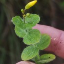 Hypericum elodes L.Hypericum elodes L.