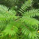 Ailanthus altissima (Mill.) SwingleAilanthus altissima (Mill.) Swingle