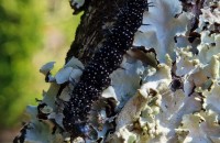 Aglais io (Linnaeus, 1758)Aglais io (Linnaeus, 1758)