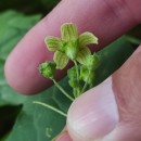 Bryonia dioica Jacq.Bryonia dioica Jacq.