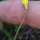 Crepis capillaris (L.) Wallr.Crepis capillaris (L.) Wallr.