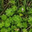 Geranium molle L.Geranium molle L.