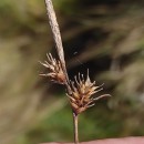 Carex durieui Steud. ex KunzeCarex durieui Steud. ex Kunze