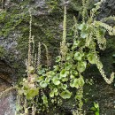 Umbilicus rupestris (Salisb.) DandyUmbilicus rupestris (Salisb.) Dandy