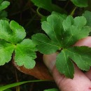 Sanicula europaea L.Sanicula europaea L.