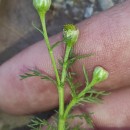 Matricaria discoidea DC.Matricaria discoidea DC.