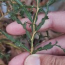 Genista tridentata L.Genista tridentata L.