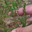 Calluna vulgaris (L.) HullCalluna vulgaris (L.) Hull