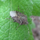 Rhaphigaster nebulosa (Poda, 1761)Rhaphigaster nebulosa (Poda, 1761)