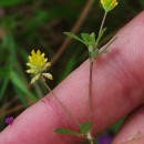Trifolium dubium Sibth.Trifolium dubium Sibth.