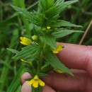 Parentucellia viscosa (L.) CaruelParentucellia viscosa (L.) Caruel