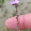 Verbena officinalis L.Verbena officinalis L.