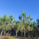 Pinus pinaster AitonPinus pinaster Aiton