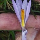 Crocus serotinus  Salisb.Crocus serotinus  Salisb.