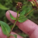 Lonicera periclymenum L. subsp. periclymenumLonicera periclymenum L. subsp. periclymenum
