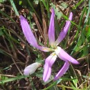 Colchicum montanum L.Colchicum montanum L.